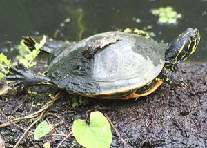 \"turtle